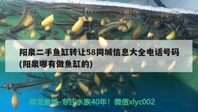 陽泉二手魚缸轉(zhuǎn)讓58同城信息大全電話號(hào)碼(陽泉哪有做魚缸的) 大嘴鯨魚