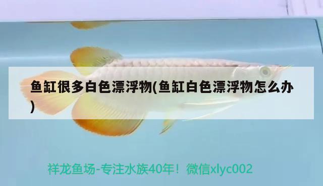 魚缸很多白色漂浮物(魚缸白色漂浮物怎么辦)