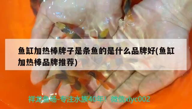 魚缸加熱棒牌子是條魚的是什么品牌好(魚缸加熱棒品牌推薦)