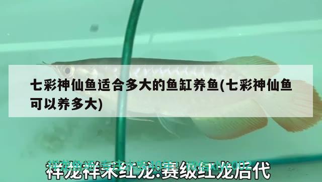 七彩神仙魚(yú)適合多大的魚(yú)缸養(yǎng)魚(yú)(七彩神仙魚(yú)可以養(yǎng)多大)