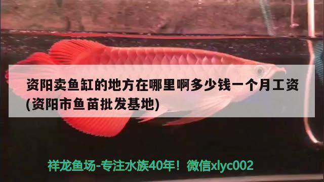 資陽賣魚缸的地方在哪里啊多少錢一個月工資(資陽市魚苗批發(fā)基地)