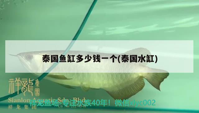 泰國(guó)魚缸多少錢一個(gè)(泰國(guó)水缸) 祥龍超血紅龍魚