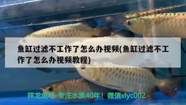 魚(yú)缸過(guò)濾不工作了怎么辦視頻(魚(yú)缸過(guò)濾不工作了怎么辦視頻教程) 蘇虎苗（蘇門(mén)答臘虎魚(yú)苗）