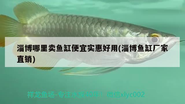 淄博哪里賣(mài)魚(yú)缸便宜實(shí)惠好用(淄博魚(yú)缸廠(chǎng)家直銷(xiāo)) 魚(yú)缸等水族設(shè)備