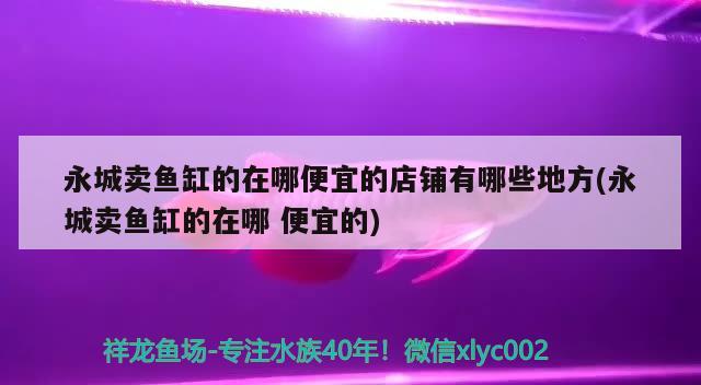 永城賣魚缸的在哪便宜的店鋪有哪些地方(永城賣魚缸的在哪便宜的)