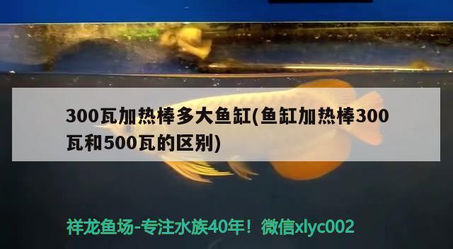 300瓦加熱棒多大魚缸(魚缸加熱棒300瓦和500瓦的區(qū)別)