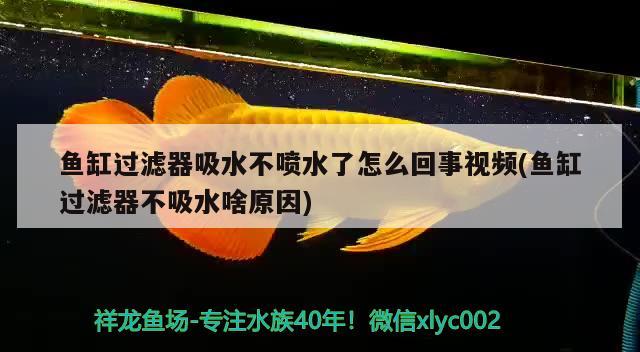 魚缸過濾器吸水不噴水了怎么回事視頻(魚缸過濾器不吸水啥原因) 白子銀版魚苗