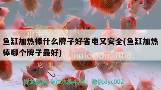 魚缸加熱棒什么牌子好省電又安全(魚缸加熱棒哪個(gè)牌子最好) 黑金魟魚