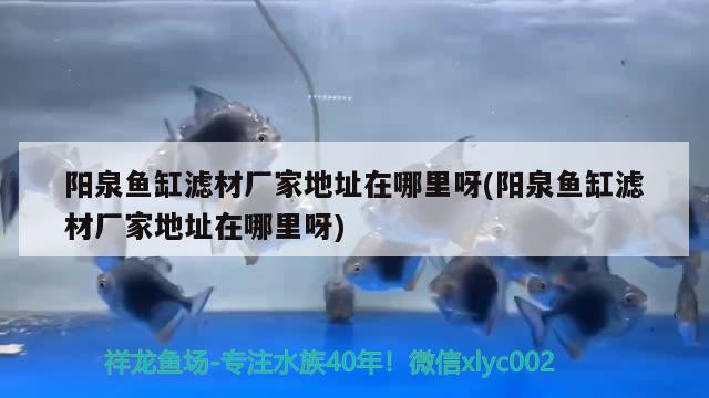 陽泉魚缸濾材廠家地址在哪里呀(陽泉魚缸濾材廠家地址在哪里呀) 馬拉莫寶石魚苗