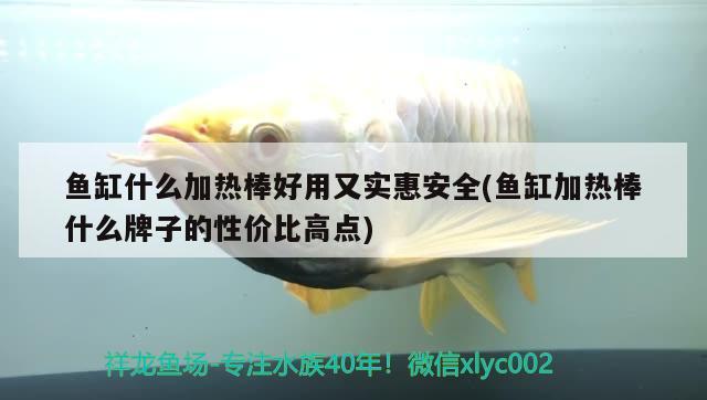 魚缸什么加熱棒好用又實(shí)惠安全(魚缸加熱棒什么牌子的性價(jià)比高點(diǎn)) 七彩神仙魚 第2張