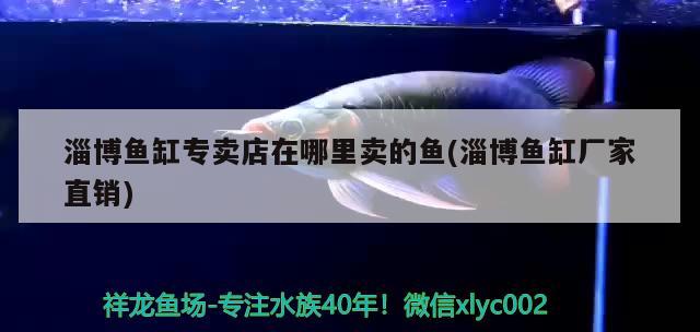 淄博魚缸專賣店在哪里賣的魚(淄博魚缸廠家直銷)