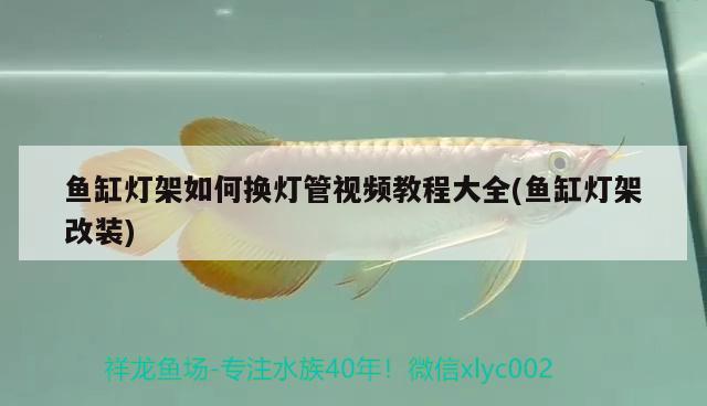 魚缸燈架如何換燈管視頻教程大全(魚缸燈架改裝) 黃金河虎魚