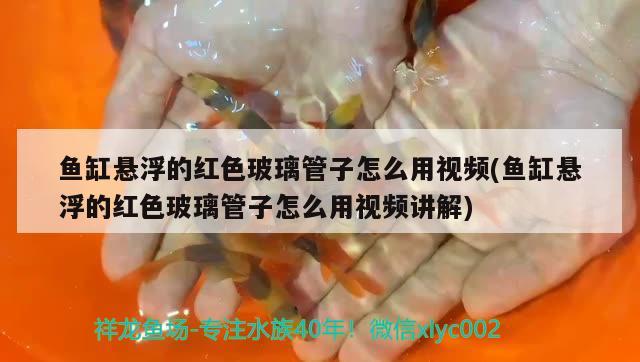 魚缸懸浮的紅色玻璃管子怎么用視頻(魚缸懸浮的紅色玻璃管子怎么用視頻講解) 黃寬帶蝴蝶魚