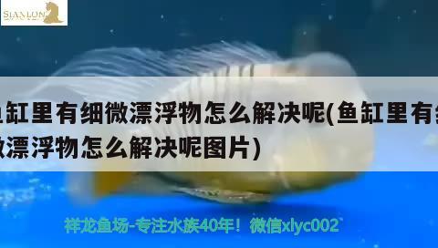 魚(yú)缸里有細(xì)微漂浮物怎么解決呢(魚(yú)缸里有細(xì)微漂浮物怎么解決呢圖片)