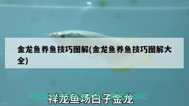 金龍魚養(yǎng)魚技巧圖解(金龍魚養(yǎng)魚技巧圖解大全) 狗仔招財(cái)貓魚