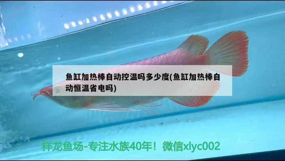 魚缸加熱棒自動控溫嗎多少度(魚缸加熱棒自動恒溫省電嗎) 白子紅龍魚