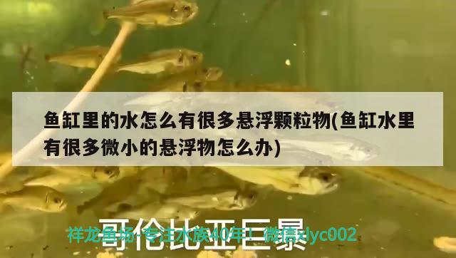 魚(yú)缸里的水怎么有很多懸浮顆粒物(魚(yú)缸水里有很多微小的懸浮物怎么辦)