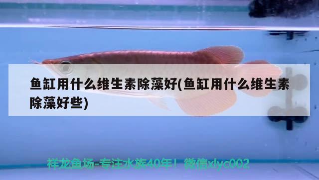 魚缸用什么維生素除藻好(魚缸用什么維生素除藻好些)