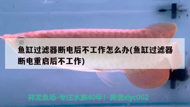 魚缸過(guò)濾器斷電后不工作怎么辦(魚缸過(guò)濾器斷電重啟后不工作) 廣州水族器材濾材批發(fā)市場(chǎng)