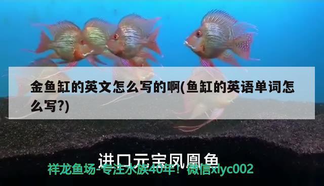 金魚缸的英文怎么寫的啊(魚缸的英語單詞怎么寫?)