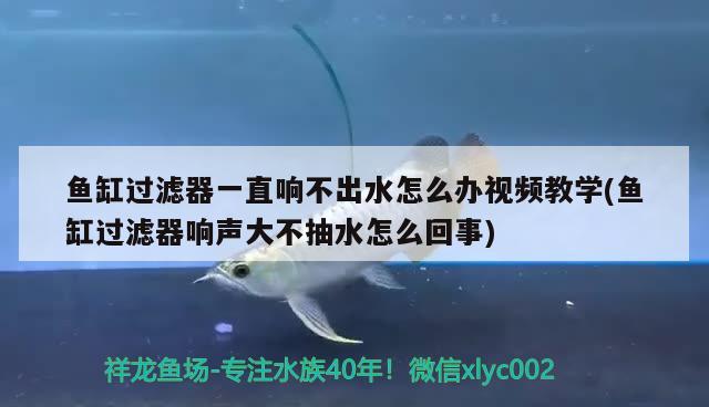 魚缸過濾器一直響不出水怎么辦視頻教學(魚缸過濾器響聲大不抽水怎么回事)