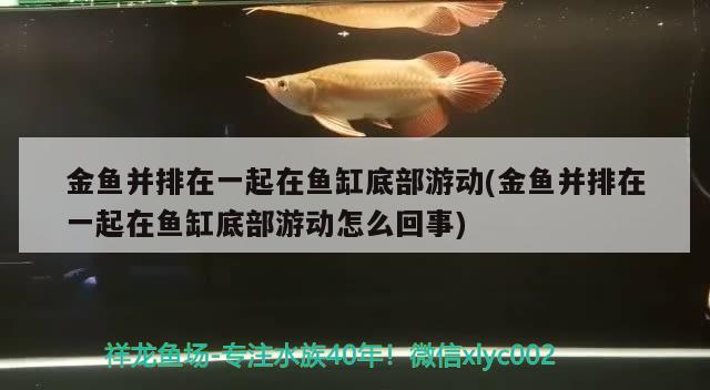 金魚并排在一起在魚缸底部游動(金魚并排在一起在魚缸底部游動怎么回事) 龍魚百科