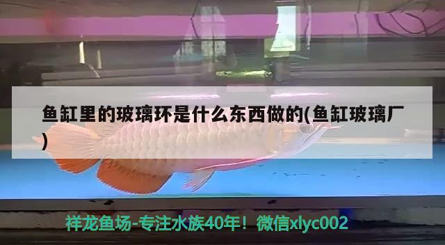 魚缸里的玻璃環(huán)是什么東西做的(魚缸玻璃廠) 熊貓異形魚L46