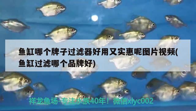 魚(yú)缸哪個(gè)牌子過(guò)濾器好用又實(shí)惠呢圖片視頻(魚(yú)缸過(guò)濾哪個(gè)品牌好) 廣州祥龍國(guó)際水族貿(mào)易