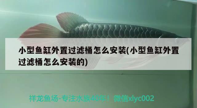 小型魚缸外置過(guò)濾桶怎么安裝(小型魚缸外置過(guò)濾桶怎么安裝的) 豹紋夫魚苗