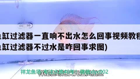 魚缸過濾器一直響不出水怎么回事視頻教程(魚缸過濾器不過水是咋回事求圖)