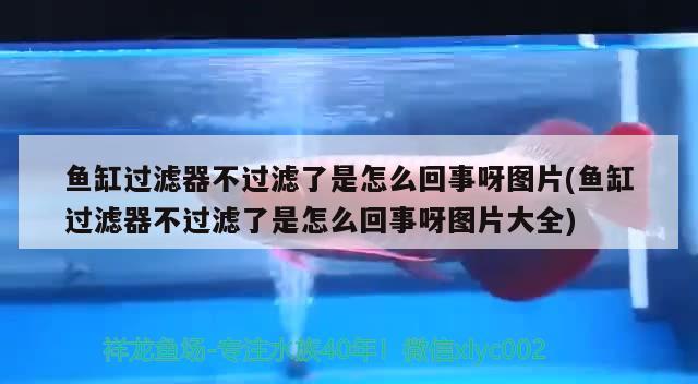 魚(yú)缸過(guò)濾器不過(guò)濾了是怎么回事呀圖片(魚(yú)缸過(guò)濾器不過(guò)濾了是怎么回事呀圖片大全)