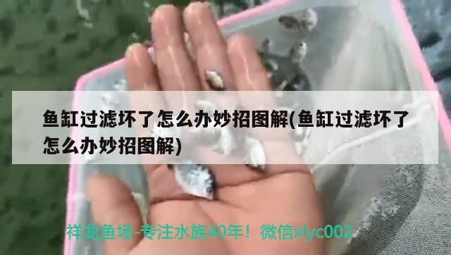 魚缸過濾壞了怎么辦妙招圖解(魚缸過濾壞了怎么辦妙招圖解)