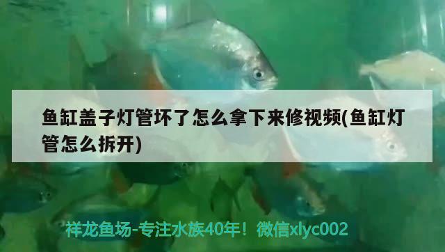 魚缸蓋子燈管壞了怎么拿下來修視頻(魚缸燈管怎么拆開)