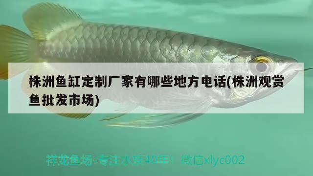 株洲魚缸定制廠家有哪些地方電話(株洲觀賞魚批發(fā)市場(chǎng)) 觀賞魚批發(fā)