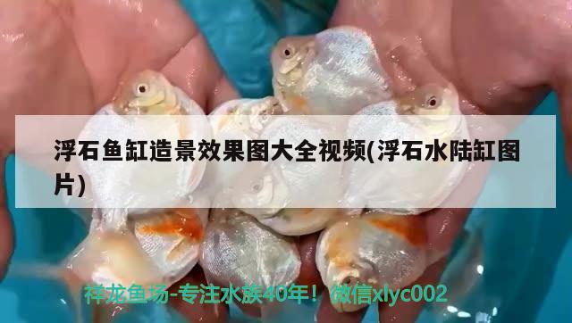 浮石魚(yú)缸造景效果圖大全視頻(浮石水陸缸圖片) 紅尾平克魚(yú) 第2張