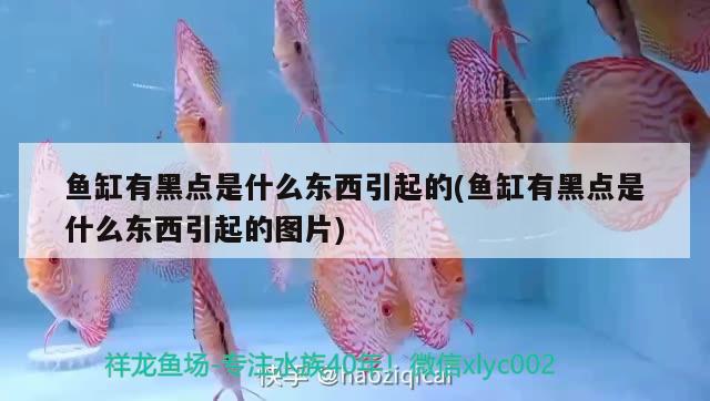 魚缸有黑點(diǎn)是什么東西引起的(魚缸有黑點(diǎn)是什么東西引起的圖片) 水族品牌