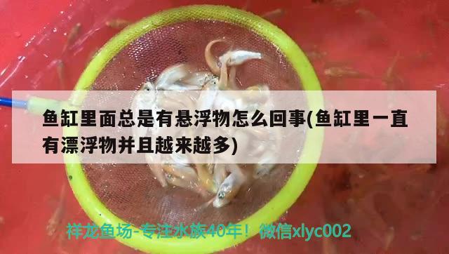 魚缸里面總是有懸浮物怎么回事(魚缸里一直有漂浮物并且越來越多) 稀有金龍魚