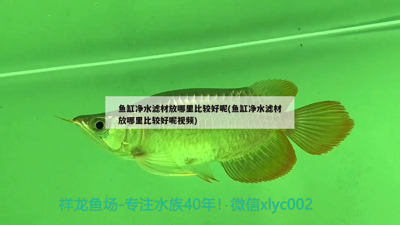 魚缸凈水濾材放哪里比較好呢(魚缸凈水濾材放哪里比較好呢視頻)