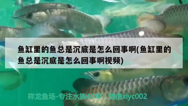 魚缸里的魚總是沉底是怎么回事啊(魚缸里的魚總是沉底是怎么回事啊視頻) 魚缸水質(zhì)穩(wěn)定劑