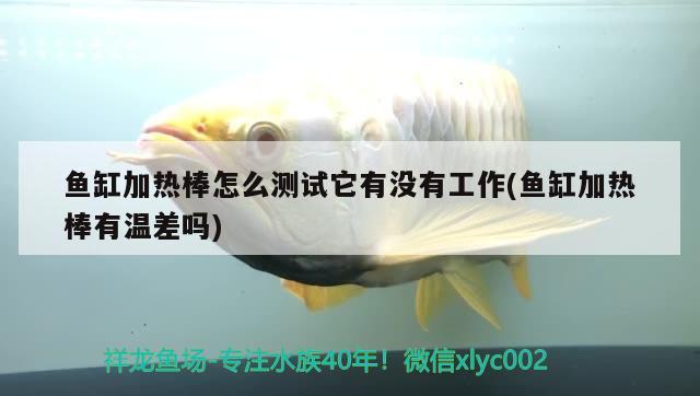 魚缸加熱棒怎么測試它有沒有工作(魚缸加熱棒有溫差嗎)