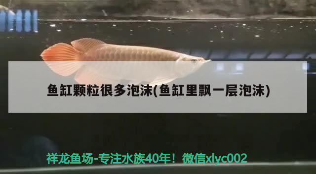 魚缸顆粒很多泡沫(魚缸里飄一層泡沫) 福滿鉆魚