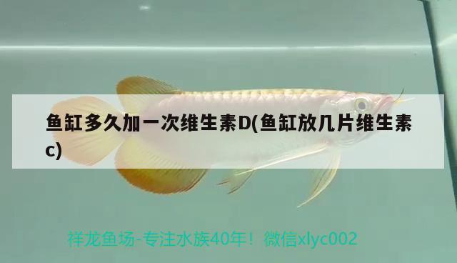 魚(yú)缸多久加一次維生素D(魚(yú)缸放幾片維生素c) 白化火箭魚(yú) 第3張