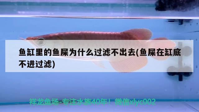 魚缸里的魚屎為什么過濾不出去(魚屎在缸底不進(jìn)過濾)