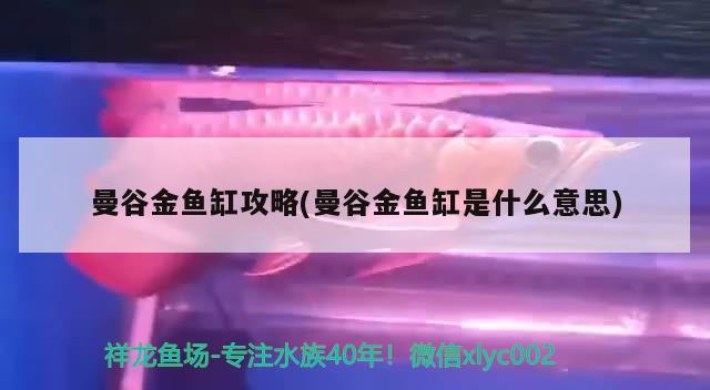 曼谷金魚缸攻略(曼谷金魚缸是什么意思)