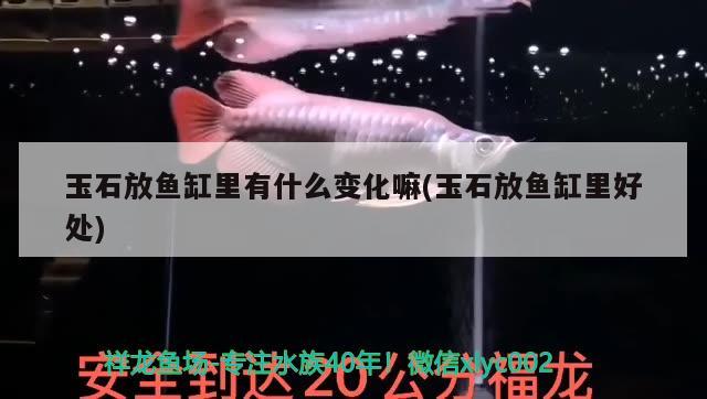 玉石放魚缸里有什么變化嘛(玉石放魚缸里好處)