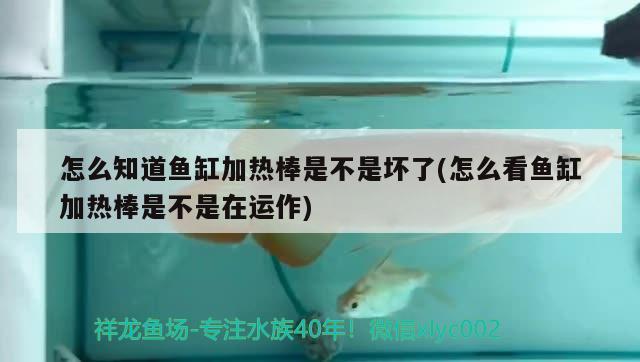 怎么知道魚缸加熱棒是不是壞了(怎么看魚缸加熱棒是不是在運作)