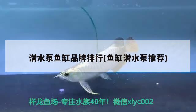 潛水泵魚缸品牌排行(魚缸潛水泵推薦)