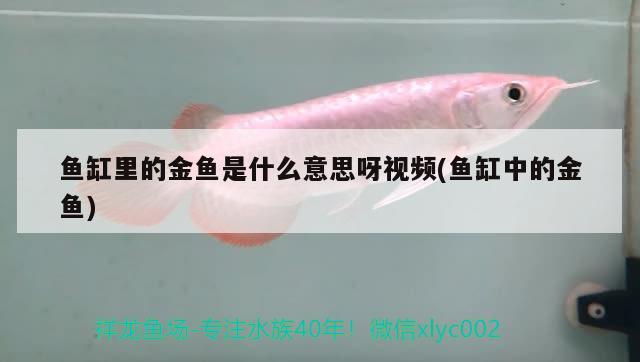 魚缸里的金魚是什么意思呀視頻(魚缸中的金魚) 藍(lán)帆三間魚