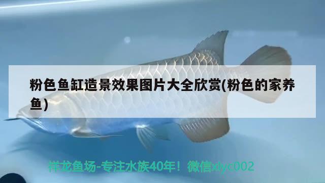 粉色魚(yú)缸造景效果圖片大全欣賞(粉色的家養(yǎng)魚(yú)) 祥龍龍魚(yú)魚(yú)糧