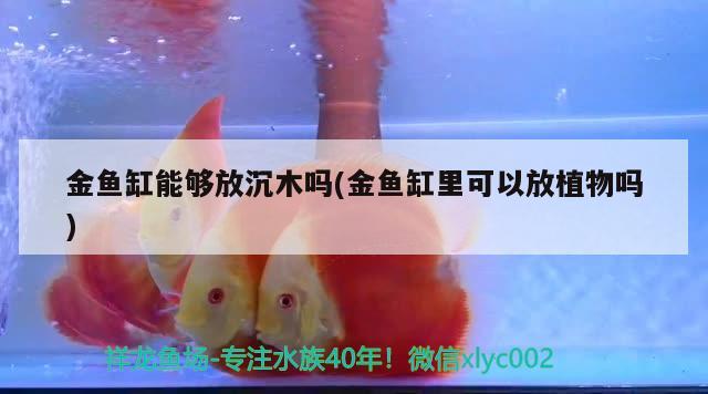 金魚缸能夠放沉木嗎(金魚缸里可以放植物嗎)